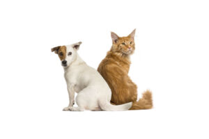 are jack russells good with cats