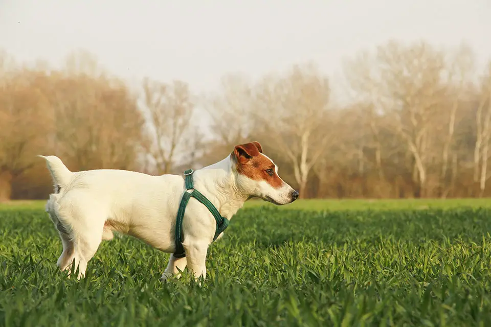jack russell terrier environment