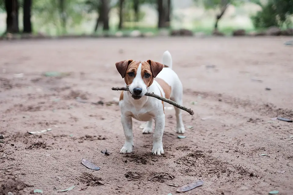 jack russell terrier personality