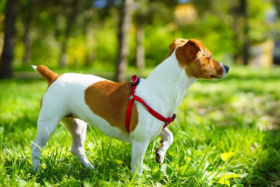 why do jack russells eat grass