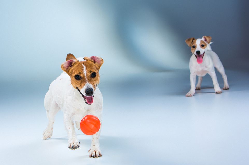 is a male or female jack russell better