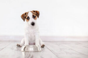jack russell diet & nutrition guide