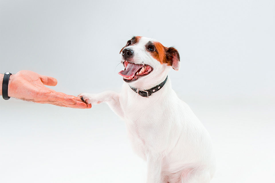 jack russell personality