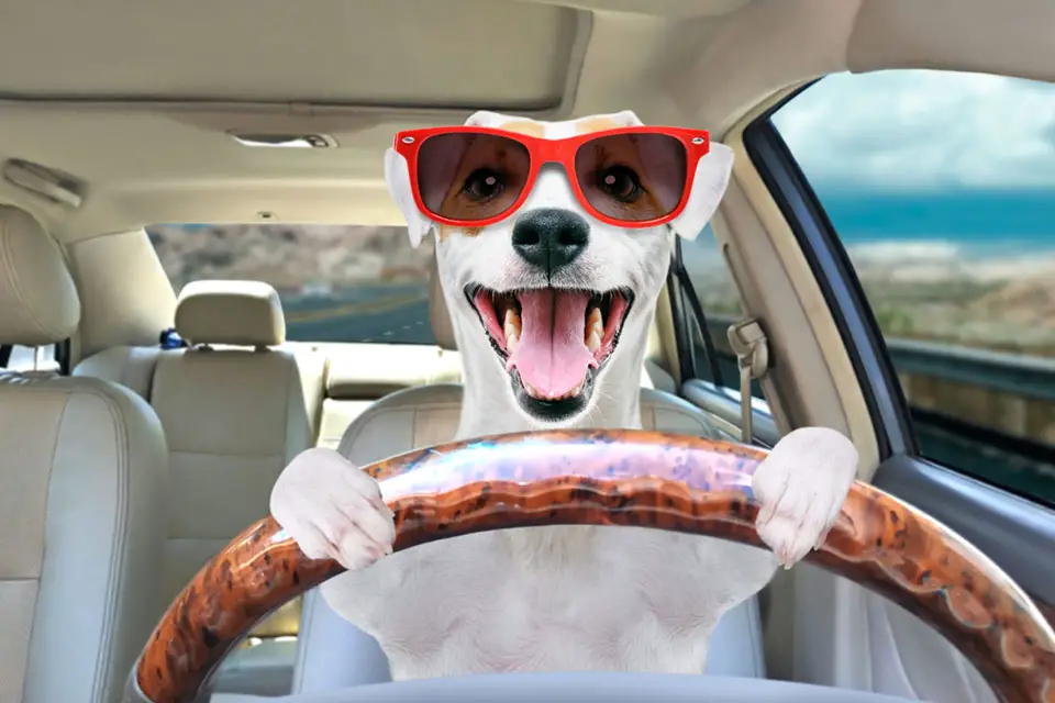 best dog car seats jack russells