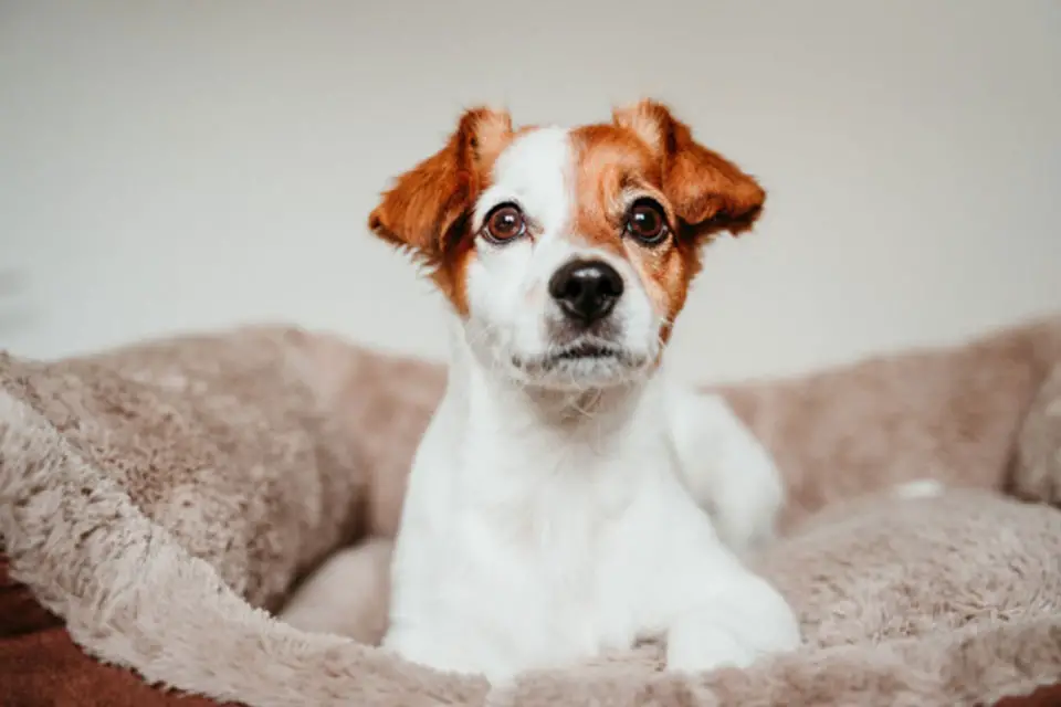 best jack russell dog beds