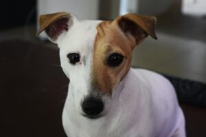 do jack russells shed