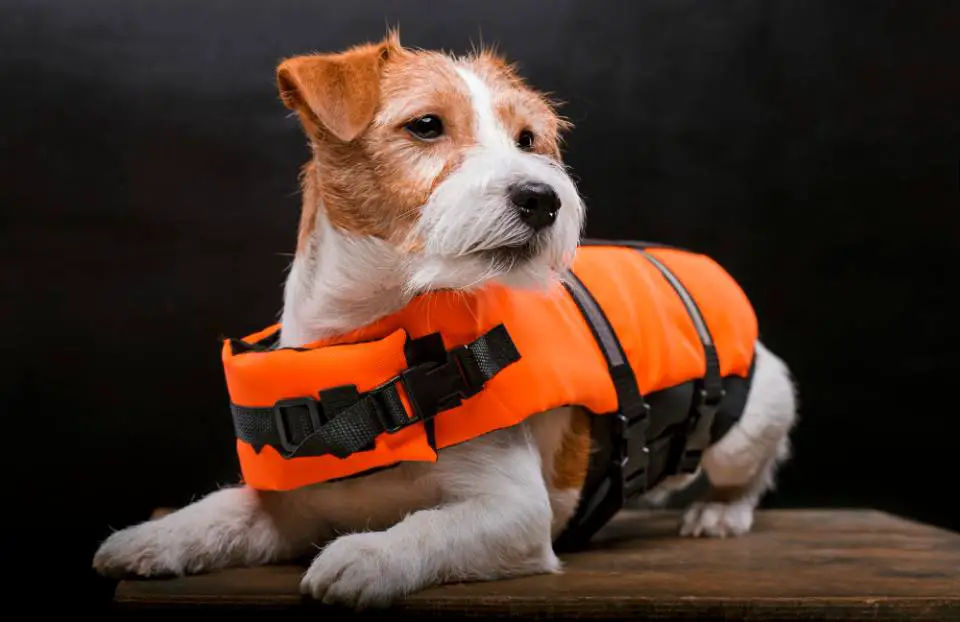 jack russell swim safety
