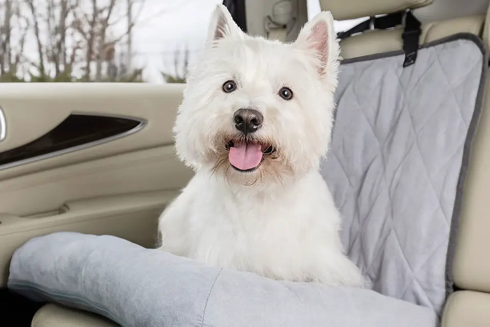 petsafe bucket dog car seat