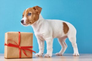 best personalized gifts for jack russells
