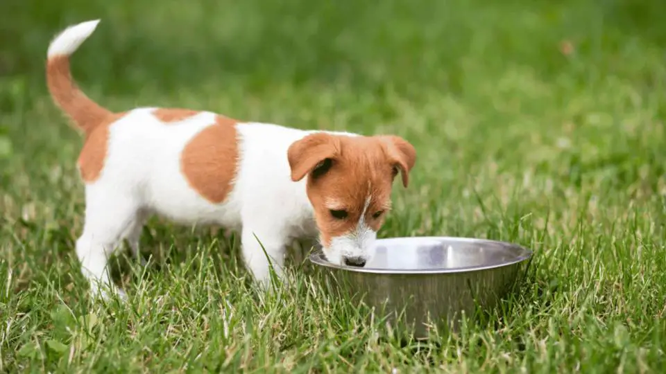 can dogs drink distilled water