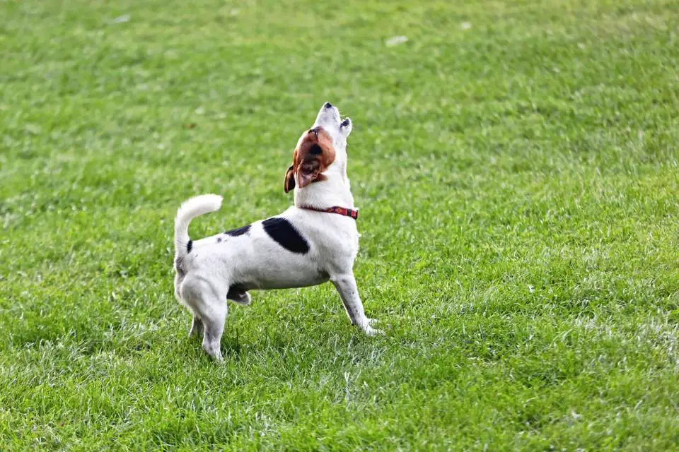 can jack russells howl