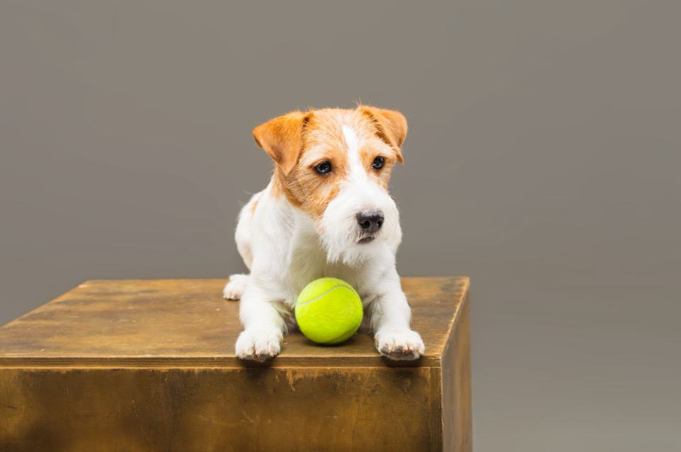 how to keep your jack russell busy