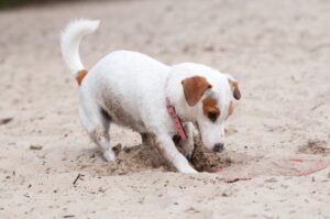 how to stop your jack russell from digging
