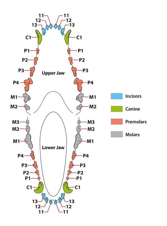 jack russell teeth diagram