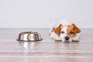 why is my jack russell terrier not eating