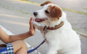 what tricks can i teach my jack russell