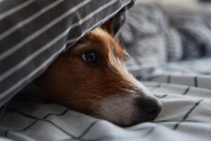 comfort dying jack russell