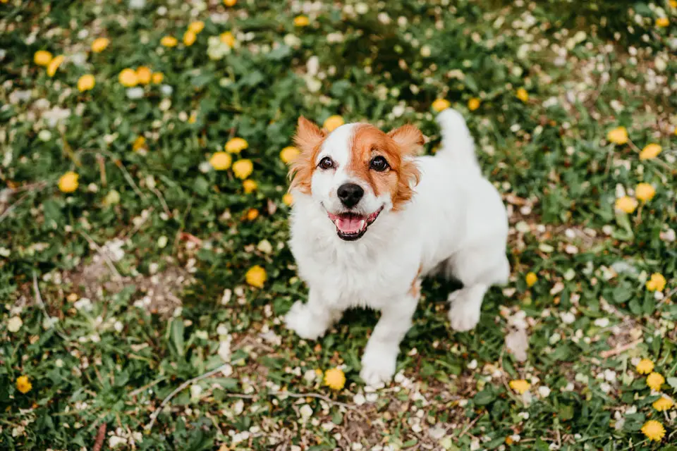 Why Does My Jack Russell’s Breath Smell So Bad?