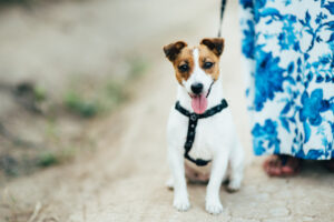 How Much Exercise Does A Jack Russell Need?