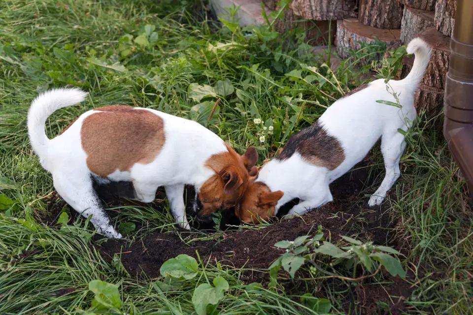 Are Jack Russells Good At Hunting Rats?