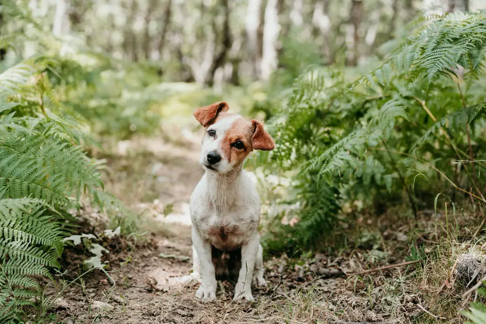 Are Jack Russells Good Hiking Dogs?