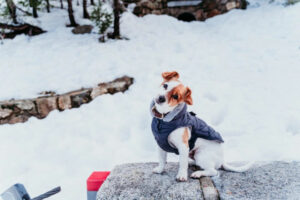 Do Jack Russells Get Cold?