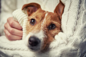 Are Jack Russells Good For Seniors?